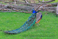 Zoo Peacock Feathers Down