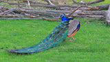 Zoo Peacock Feathers Down