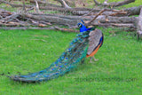 Zoo Peacock Feathers Down